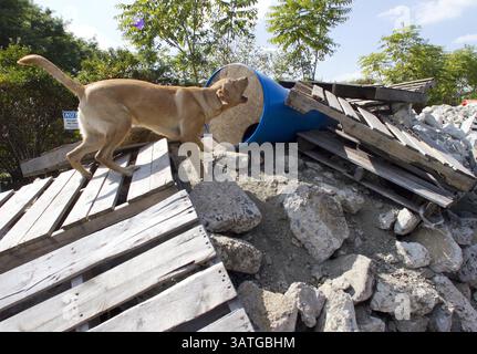 20 settembre 2013 - Filadelfia, Pennsylvania, USA - Jake, un labrador di 9 mesi, individua il manipolatore Jonathan Ball che è nascosto in un barile durante un esercizio di addestramento per cani da ricerca presso il Working Dog Center dell'Università della Pennsylvania a Philadelphia il 20 settembre 2013. (Immagine di credito: © David M Warren/MCT/ZUMAPRESS.com) Foto Stock