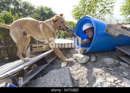20 settembre 2013 - Filadelfia, Pennsylvania, USA - Jake, un labrador di 9 mesi, individua il manipolatore Jonathan Ball che è nascosto in un barile durante un esercizio di addestramento per cani da ricerca presso il Working Dog Center dell'Università della Pennsylvania a Philadelphia il 20 settembre 2013. (Immagine di credito: © David M Warren/MCT/ZUMAPRESS.com) Foto Stock
