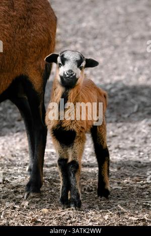 Un nano del Camerun agnello pancia nera (Ovis gmelini aries) che guarda verso la telecamera, verticale Foto Stock