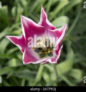 Un primo piano di un solo fiore. Il tulipano in fiore, Tulip Claudia, è ambientato su uno sfondo verde naturale fuori fuoco Foto Stock