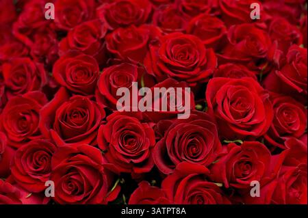 Molte rose rosse sparate in acque poco profonde Foto Stock