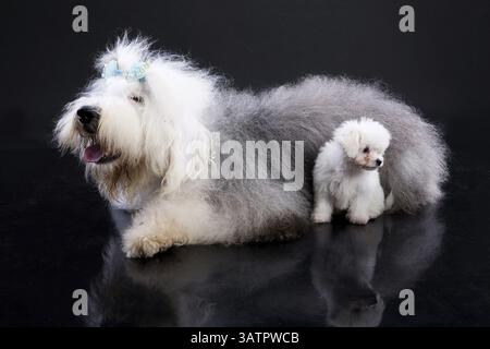 Bob e piccolo cane maltese su sfondo nero, Novosibirsk, Russia, Europa Foto Stock