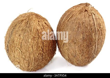 Due noci di cocco fresche - isolate su sfondo bianco due noci di cocco fresche - isolate su sfondo bianco Foto Stock