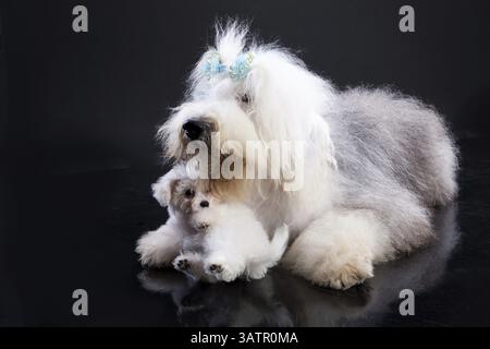 Bob e piccolo cane maltese su sfondo nero, Novosibirsk, Russia, Europa Foto Stock