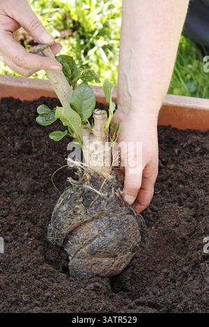 Mani femminili che piantano un piccolo albero Foto Stock