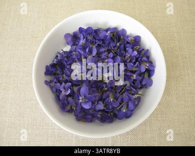 Violette profumate appena raccolte, fiori di violette profumate in una ciotola poco profonda Foto Stock
