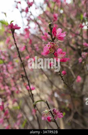 Diramazione di pesca in fiore - simbolo del Tet (Capodanno lunare) nel Vietnam del Nord Foto Stock