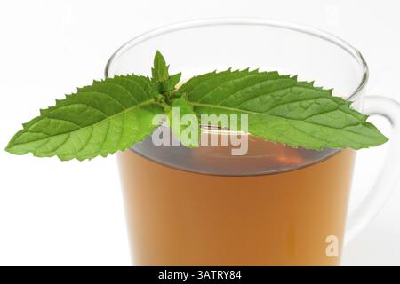 Tè alle erbe in un bicchiere da tè con foglie di menta piperita su sfondo bianco Foto Stock