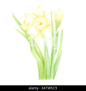Narcisi ad acquerello disegnato a mano con foglie verdi. Illustrazione di fiori isolati su sfondo bianco. Può essere utilizzato per cartoline, etichette, album e. Foto Stock