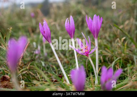 Croco autunnale; Colchicum autumnale; fiori; fondo di velluto; Somerset; REGNO UNITO Foto Stock
