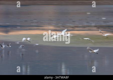 Lago artificiale Cheddar; Great White Egrets; Ardea alba; in volo; Somerset; REGNO UNITO Foto Stock