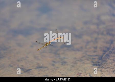 Common Darter Dragonfly; Sympetrum striolatum; Flight; UK Foto Stock
