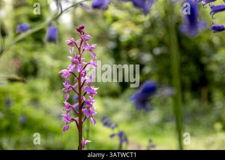 Early Purple Orchid; Orchis mascula; Fiore; Regno Unito Foto Stock