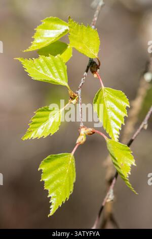 Foglie giovani di betulla argentata (Betula pendula), foglie verdi appena emerse in aprile o primavera, Inghilterra, Regno Unito Foto Stock