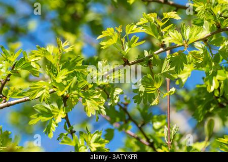 Giovani foglie verdi di biancospino (Crataegus monogyna) in primavera, Inghilterra, Regno Unito Foto Stock