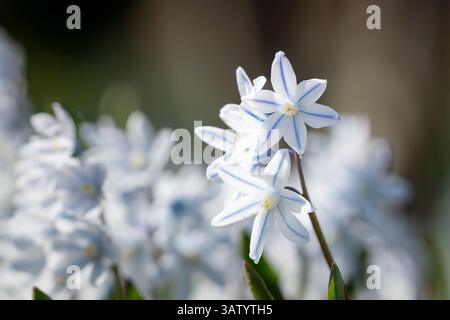 Puschkinia scilloides all'inizio della primavera fiori bulbi in fiore. Un primo piano di fiori a forma di campana di Puschkinia scilloides var. libanotica striata squill. Foto Stock