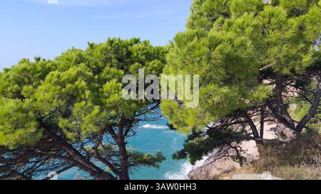 Bellissimi pini che crescono su un pendio vicino al luminoso mare blu Foto Stock