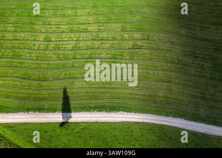 Vista aerea dall'alto verso il basso di un albero solitario che proietta una lunga ombra in un vasto campo verde Foto Stock