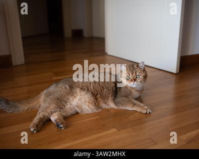 Un bellissimo gatto dritto scozzese dorato con un aspetto sorpreso si trova in modo impressionante sul pavimento della cucina. Primo piano. Messa a fuoco morbida. Foto Stock