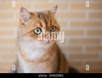 Un gatto rosso della razza scozzese Foto Stock