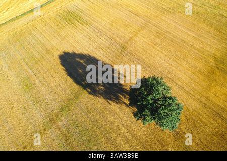 l'albero solitario proietta l'ombra nel campo dorato vista dall'alto verso il basso, proiettando l'ombra sul prodotto dorato Foto Stock