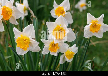 I narcisi in fiore Foto Stock