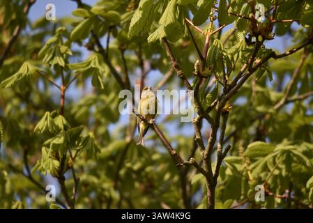 European Greenfinch (Carduelis chloris) arroccato in alto in un albero nel tardo pomeriggio Sun, Looking Skywards, preso nel Galles centrale, Regno Unito ad aprile Foto Stock