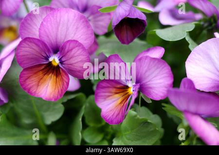 Bellissimi fiori viola con un tocco giallo. Si tratta di tele da giardino o Viola x wittrockiana Foto Stock