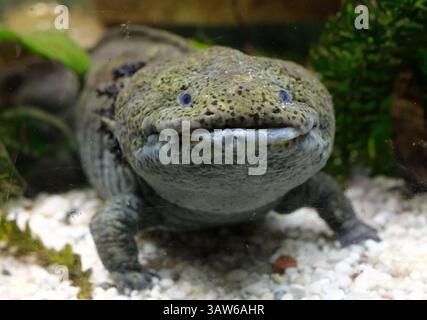 Ritratto di un curioso axolotl in un acquario Foto Stock