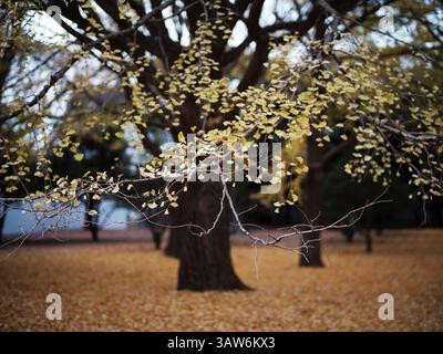 Il Golden Ginkgo parte sul ramo con il tappeto Fallen Leaf nel Parco di Tokyo Foto Stock