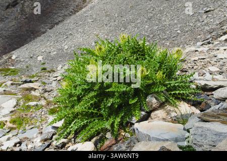 Spiniest Thistle (Cirsium spinosissimum) cresce nell'Alp Foto Stock