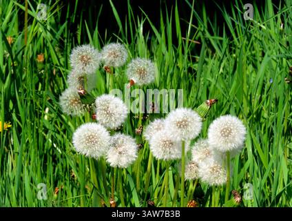 ...Kaum Hat der Loewenzahn geblueht, verwandelt er Seine ehemaligen Blueten in eine dicke runde Kugel aus Samen, Die an kleinen Fallschirmen haengen. Diese sorgen bei Wind dafuer, dass sich der Loewenzahn immer weiter ausbreitet... Pusteblumen allerorten *** non appena il dente di leone è fiorito, trasforma i suoi vecchi fiori in una spessa palla rotonda di semi che pendono da piccoli paracadute, questi garantiscono che il dente di leone continui a diffondersi ovunque nel vento Dandelions Foto Stock