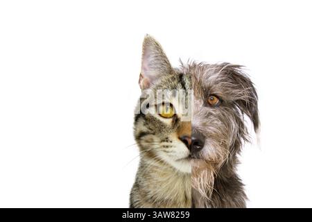 Primo piano di facce di mezzo cane e gatto insieme, buffi animali che mangiano. Cane e gatto. Isolato su sfondo bianco Foto Stock