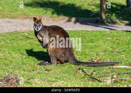 Wallaby palude (Wallabia bicolore) nel recinto di Wallaby Outback allo Zoo di Edimburgo, Scozia, Regno Unito Foto Stock