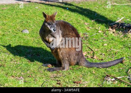 Wallaby palude (Wallabia bicolore) nel recinto di Wallaby Outback allo Zoo di Edimburgo, Scozia, Regno Unito Foto Stock
