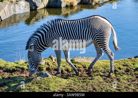 La zebra di Grevy (Equus grevyi) in un recinto di pianure africane allo Zoo di Edimburgo, Scozia, Regno Unito Foto Stock