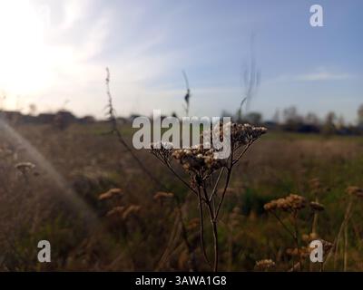 Achillea è un genere di piante da fiore della famiglia delle Asteraceae, conosciute colloquialmente come yarrows. Seccato Foto Stock