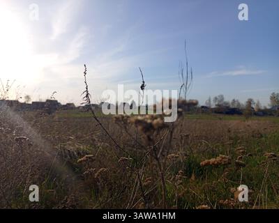 Achillea è un genere di piante da fiore della famiglia delle Asteraceae, conosciute colloquialmente come yarrows. Seccato Foto Stock