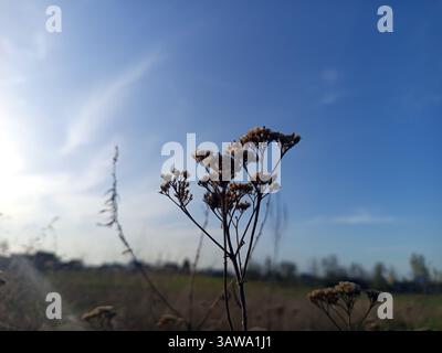 Achillea è un genere di piante da fiore della famiglia delle Asteraceae, conosciute colloquialmente come yarrows. Seccato Foto Stock