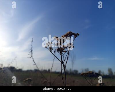 Achillea è un genere di piante da fiore della famiglia delle Asteraceae, conosciute colloquialmente come yarrows. Seccato Foto Stock