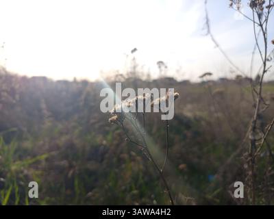Achillea è un genere di piante da fiore della famiglia delle Asteraceae, conosciute colloquialmente come yarrows. Seccato Foto Stock