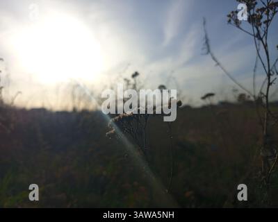 Achillea è un genere di piante da fiore della famiglia delle Asteraceae, conosciute colloquialmente come yarrows. Seccato Foto Stock