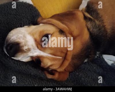 Cane steso al loro fianco e su una coperta con grandi orecchie Foto Stock