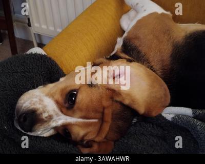 Cane steso al loro fianco e su una coperta con grandi orecchie Foto Stock