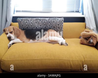 Beagle Dog che dorme sul divano Foto Stock