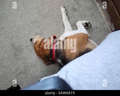 Cane sul pavimento accanto al proprietario Foto Stock