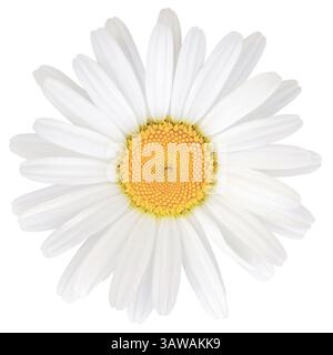 Oxeye Daisy Leucanthemum Vulgare Lam. Testa di fiori, primo piano piano piano piatto isolato e dettagliato, petali bianchi luminosi Foto Stock