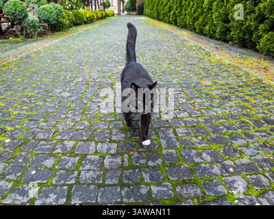 Gatto nero con zampe bianche che camminano sul sentiero acciottolato Mossy. Curioso Tuxedo Cat passeggiando lungo un sentiero pavimentato con pietre Mossy. Alta qualità Foto Stock