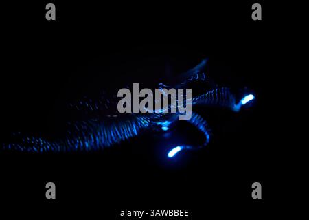 Il liquido bioluminescente di Firefly (Watasenia scintillans) ( ほたるいか , hotaru-ika ) emette intensi lampi di luce da tre piccoli organi luminosi (fotoforo Foto Stock