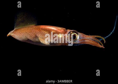 Liquido bioluminescente Firefly (Watasenia scintillans) ( ほたるいか , hotaru-ika ) che rilascia uova in acqua. La stagione delle uova del calamaro della lucciola ru Foto Stock